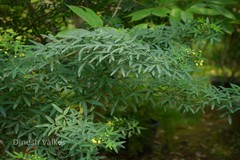 Senna corymbosa